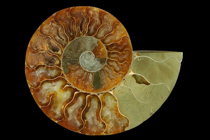Agatized Ammonite Fossil (Half) - Madagascar #139675